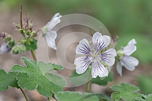 Renard Geranium renardii, close-up flowers